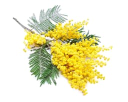 Воск цветков акации (Acacia Decurrens)