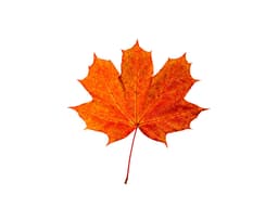 Экстракт сахарного клёна (Acer Saccharum)