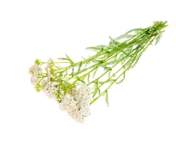 Экстракт тысячелистника (Achillea Millefolium)