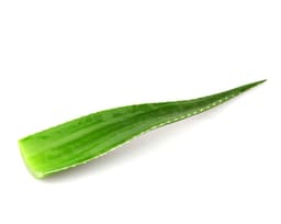 Экстракт листьев алоэ (Aloe Barbadensis)