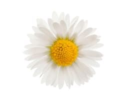 Экстракт цветков маргаритки (Bellis Perennis)