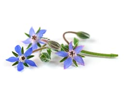 Масло семян бурачника (Borago Officinalis)