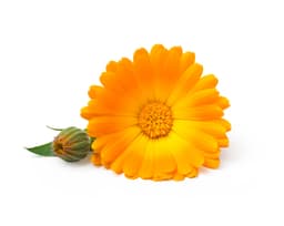 Экстракт цветков календулы (Calendula Officinalis)