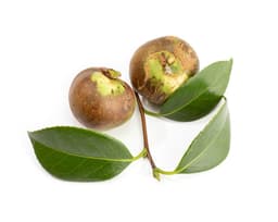 Экстракт листьев камелии масличной (Camellia Oleifera)