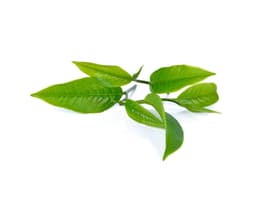 Экстракт камелии китайской (Camellia Sinensis)