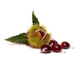 Экстракт семян каштана посевного (Castanea Sativa)