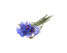 Экстракт цветков василька (Centaurea Cyanus)