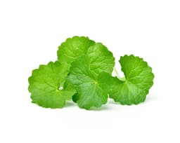 Вода листьев центеллы азиатской (Centella Asiatica)