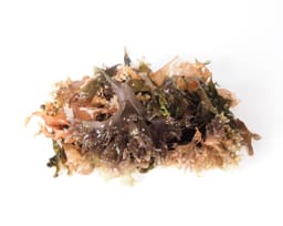 Экстракт ирландского мха (Chondrus Crispus)