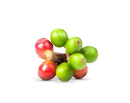 Экстракт семян кофе (Coffea Arabica)