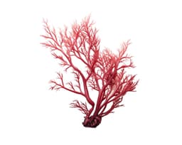 Экстракт кораллины (Corallina Officinalis)