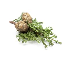 Масло кипариса вечнозелёного (Cupressus Sempervirens)