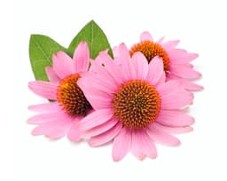 Экстракт эхинацеи пурпурной (Echinacea Purpurea)