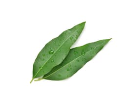 Масло листьев эвкалипта (Eucalyptus Globulus)