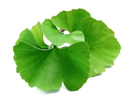Экстракт листьев гинкго билоба (Ginkgo Biloba)