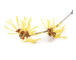 Вода цветков гамамелиса виргинского (Hamamelis Virginiana)