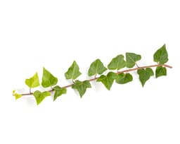 Экстракт плюща обыкновенного (Hedera Helix)