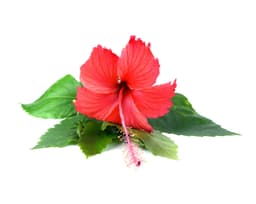 Экстракт цветков гибискуса (Hibiscus Sabdariffa)