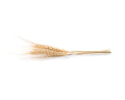 Экстракт ячменя (Hordeum Vulgare)