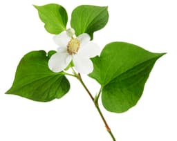 Вода хауттюйнии сердцевидной (Houttuynia Cordata)