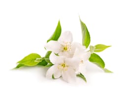 Экстракт цветков жасмина (Jasminum Officinale)