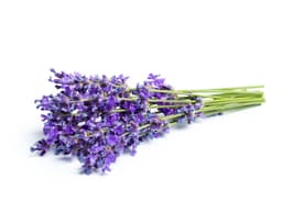 Экстракт лаванды (Lavandula Angustifolia)