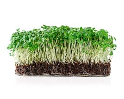 Экстракт проростков кресс-салата (Lepidium Sativum)
