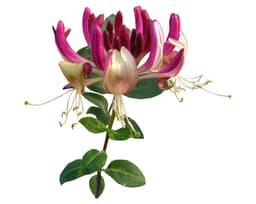 Экстракт цветков жимолости каприфоль (Lonicera Caprifolium)