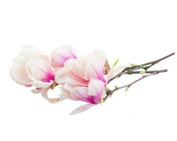 Экстракт коры магнолии (Magnolia Officinalis)