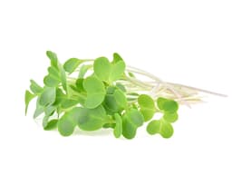 Экстракт люцерны посевной (Medicago Sativa)