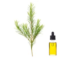 Масло листьев чайного дерева (Melaleuca Alternifolia)