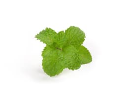Экстракт листьев мелиссы (Melissa Officinalis)