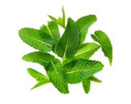 Масло листьев мяты колосистой (Mentha Viridis)
