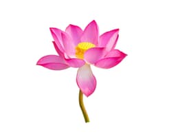 Экстракт цветков лотоса (Nelumbo Nucifera)