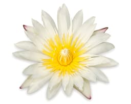 Экстракт цветков белой кувшинки (Nymphaea Alba)