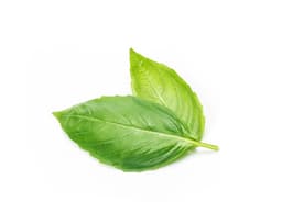 Экстракт цветков/листьев базилика (Ocimum Basilicum)