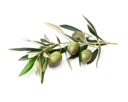 Экстракт листьев оливы (Olea Europaea)