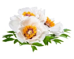 Экстракт корней пиона белоцветкового (Paeonia Albiflora)