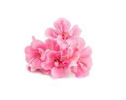 Масло цветков герани (Pelargonium Graveolens)