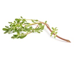 Экстракт портулака огородного (Portulaca Oleracea)