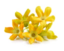 Экстракт первоцвета весеннего (Primula Veris)