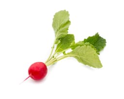 Экстракт корня редьки посевной (Raphanus Sativus)