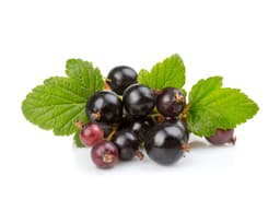 Масло семян чёрной смородины (Ribes Nigrum)