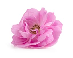Цветочная вода дамасской розы (Rosa Damascena)
