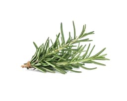 Экстракт розмарина (Rosmarinus Officinalis)