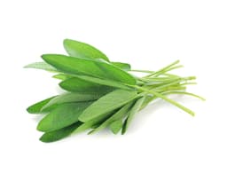 Экстракт листьев шалфея (Salvia Officinalis)