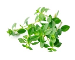Экстракт тимьяна обыкновенного (Thymus Vulgaris)