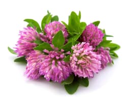 Экстракт цветков клевера лугового (Trifolium Pratense)