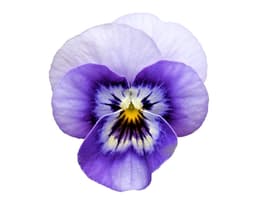 Экстракт фиалки трёхцветной (Viola Tricolor)