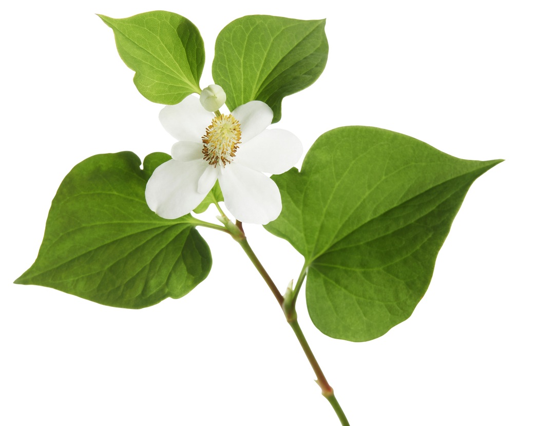 Экстракт хауттюйнии сердцевидной (Houttuynia Cordata)